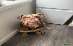English Bulldog dogs for stud: Pablo - Image 4