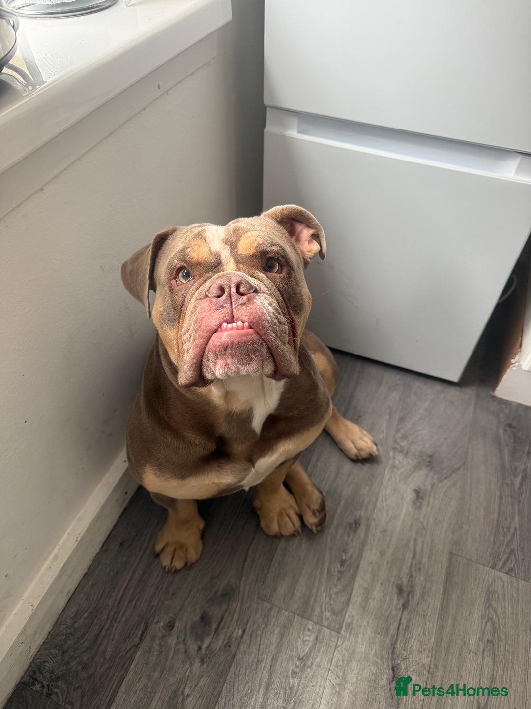 English Bulldog dogs for stud: Pablo - Image 4