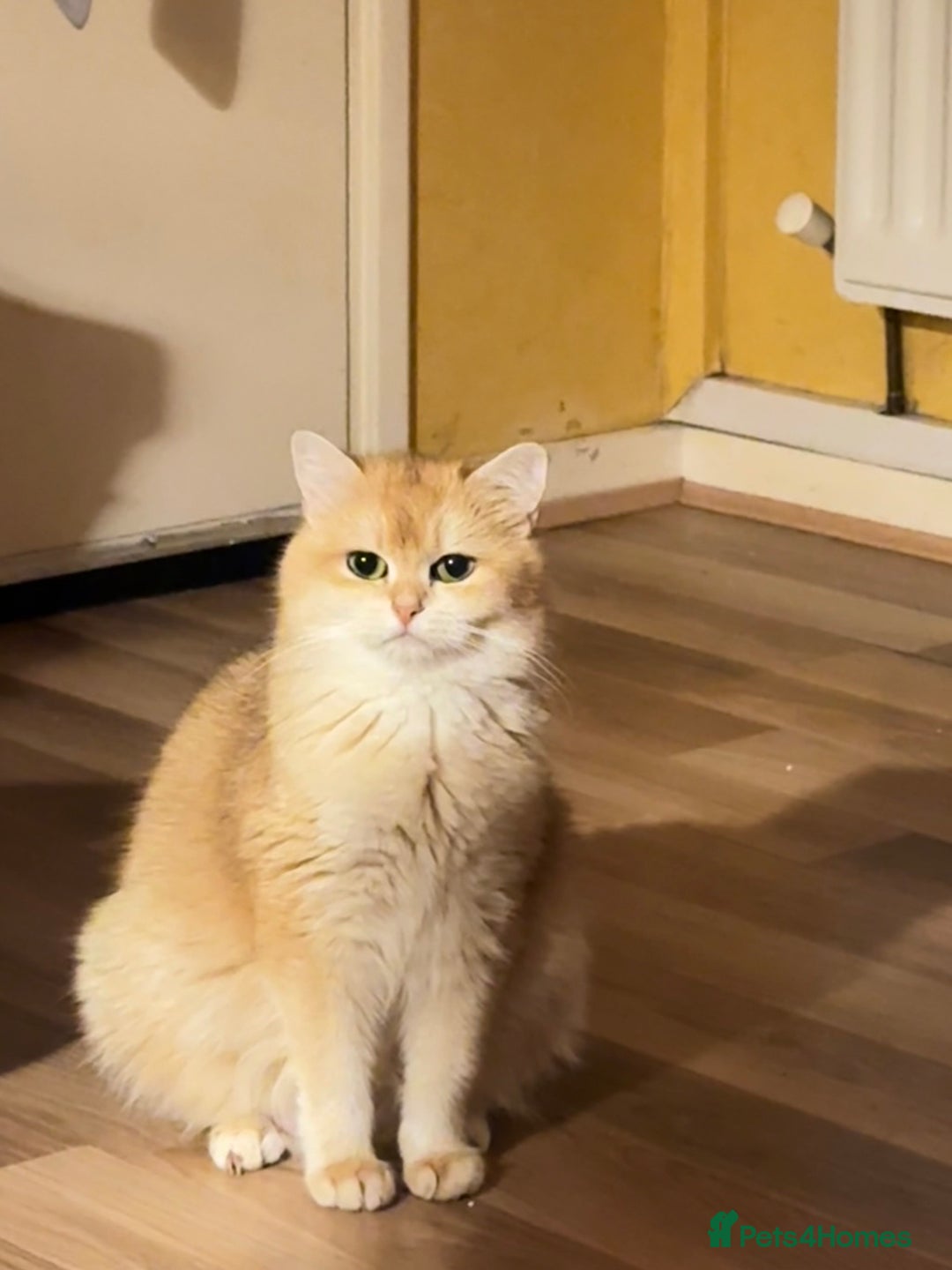 British Shorthair cats for sale: British short hair  in Glasgow - Image 10