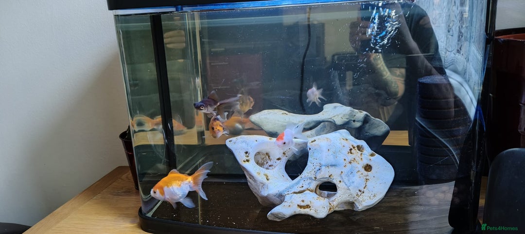 Goldfish fish for sale: Gold fish (4) - Image 3