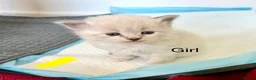 Siberian cats for sale: Fully Siberian Kittens  - Advert 5