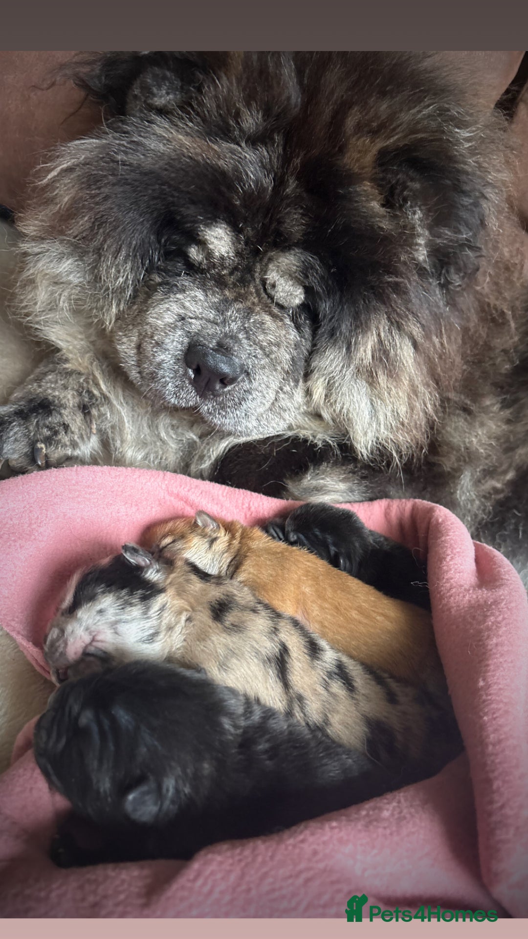 Chow Chow dogs for sale: 🐾TOP QUALITY CHOW CHOWS🐾 - Image 11