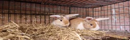 Mini Lop rabbits for sale: Gorgeous, friendly, ginger mini lop boys ready now - Advert 23