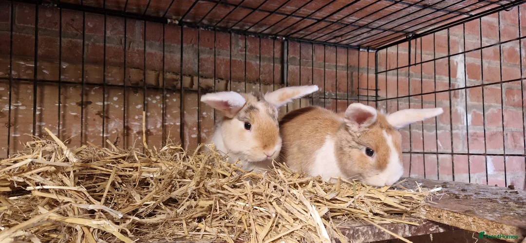 Mini Lop rabbits for sale: Gorgeous, friendly, ginger mini lop boys ready now - Advert 23