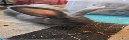 Continental Giant rabbits for sale: Beautiful blue giant continental giant rabbit - Advert 7