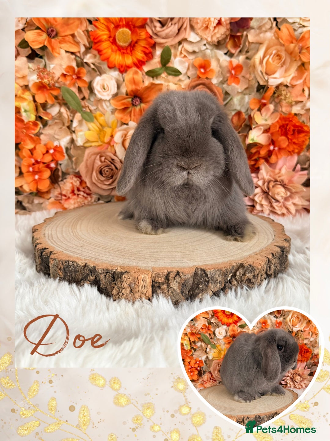 Mini Lop rabbits for sale: VACCINATED MINI LOPS BUNNIES - Advert 3