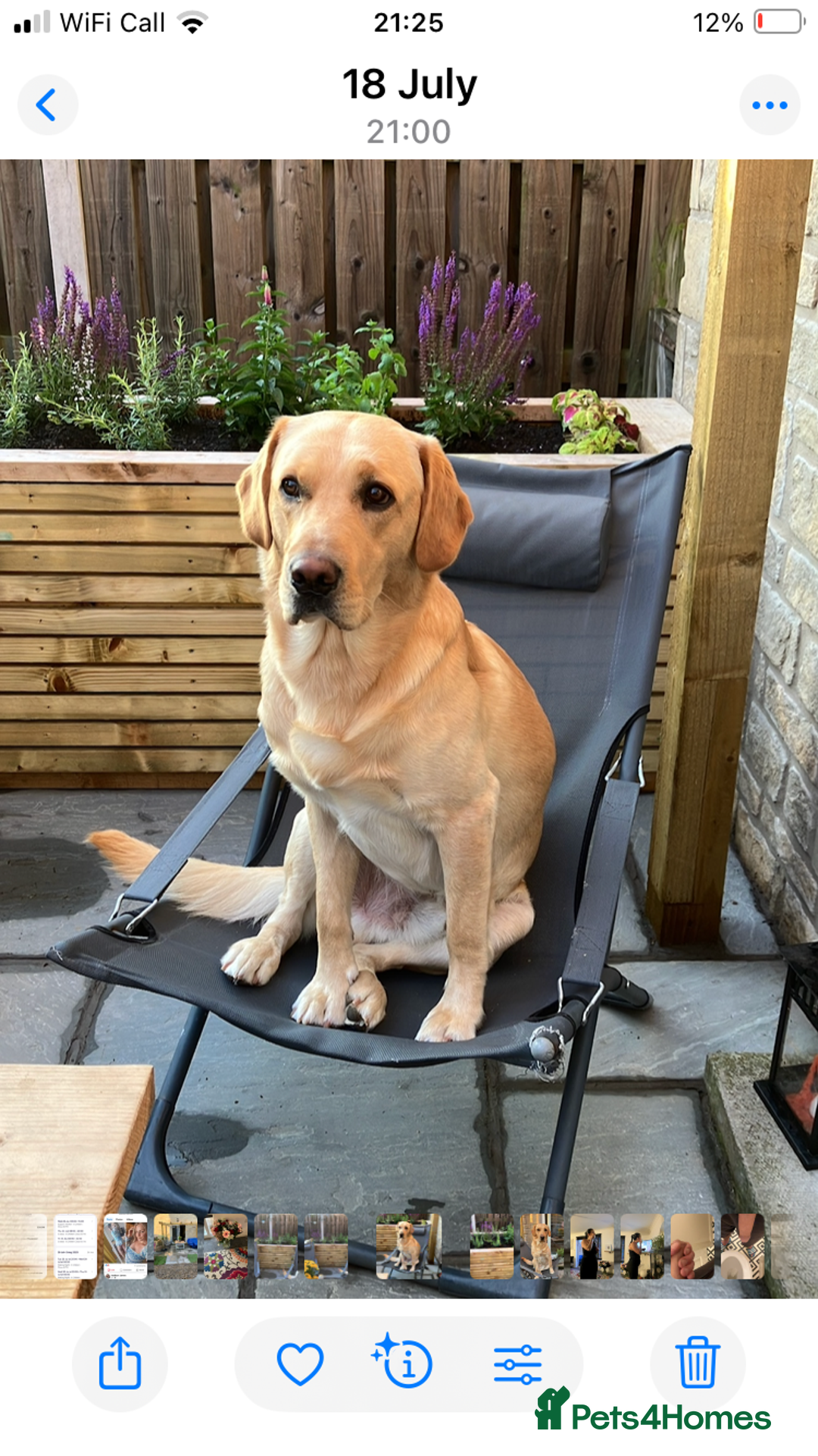 Labrador Retriever dogs for stud: Working Line Golden Labrador - Advert 2