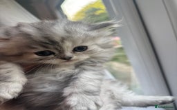 Persian cats for sale: Persian Ragdoll Kittens  - Image 14