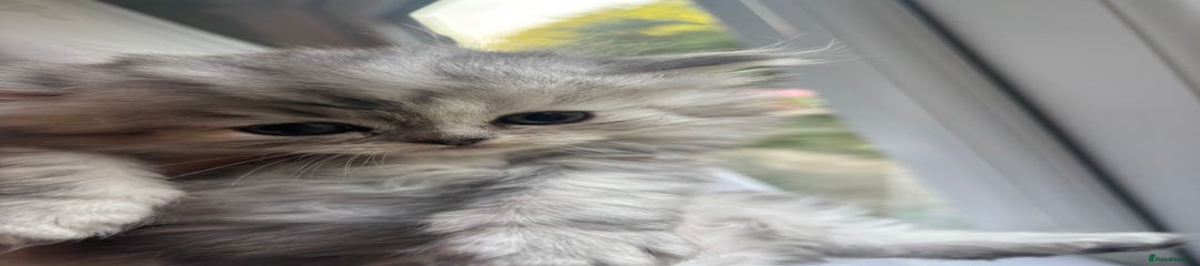 Silver Tabby Boy 1 