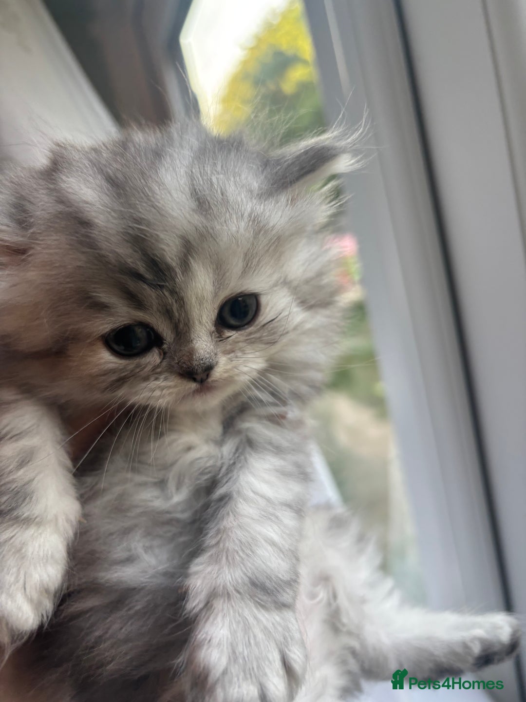 Persian cats for sale: Persian Ragdoll Kittens  - Image 14