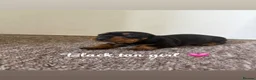 Miniature Dachshund dogs for sale: 🤍Miniature Dachshunds🤍 in Telford - Advert 4