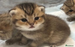 British Shorthair cats for sale: Ready to reserve  pedigree gold black shade bsh   - Image 4