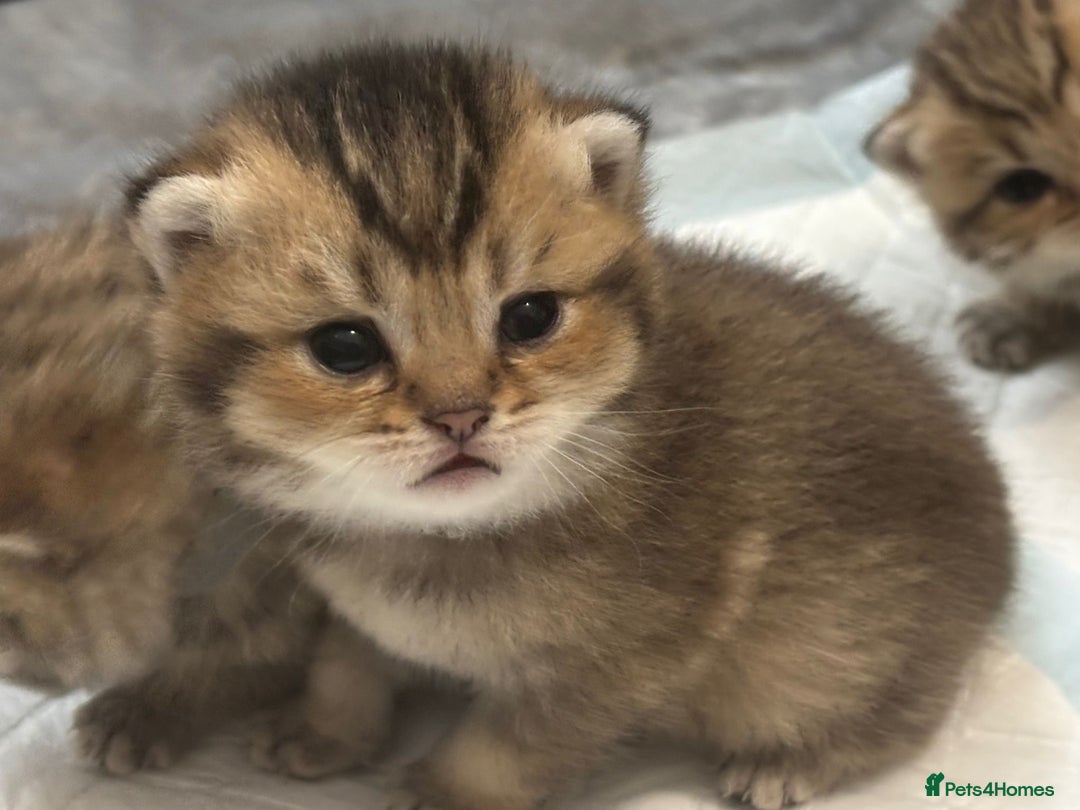 British Shorthair cats for sale: Ready to reserve  pedigree gold black shade bsh   - Image 4