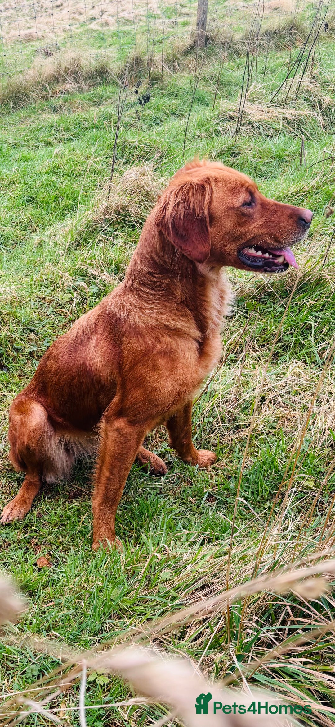 Golden Retriever dogs for sale:  Golden retriever puppies  - Advert 7