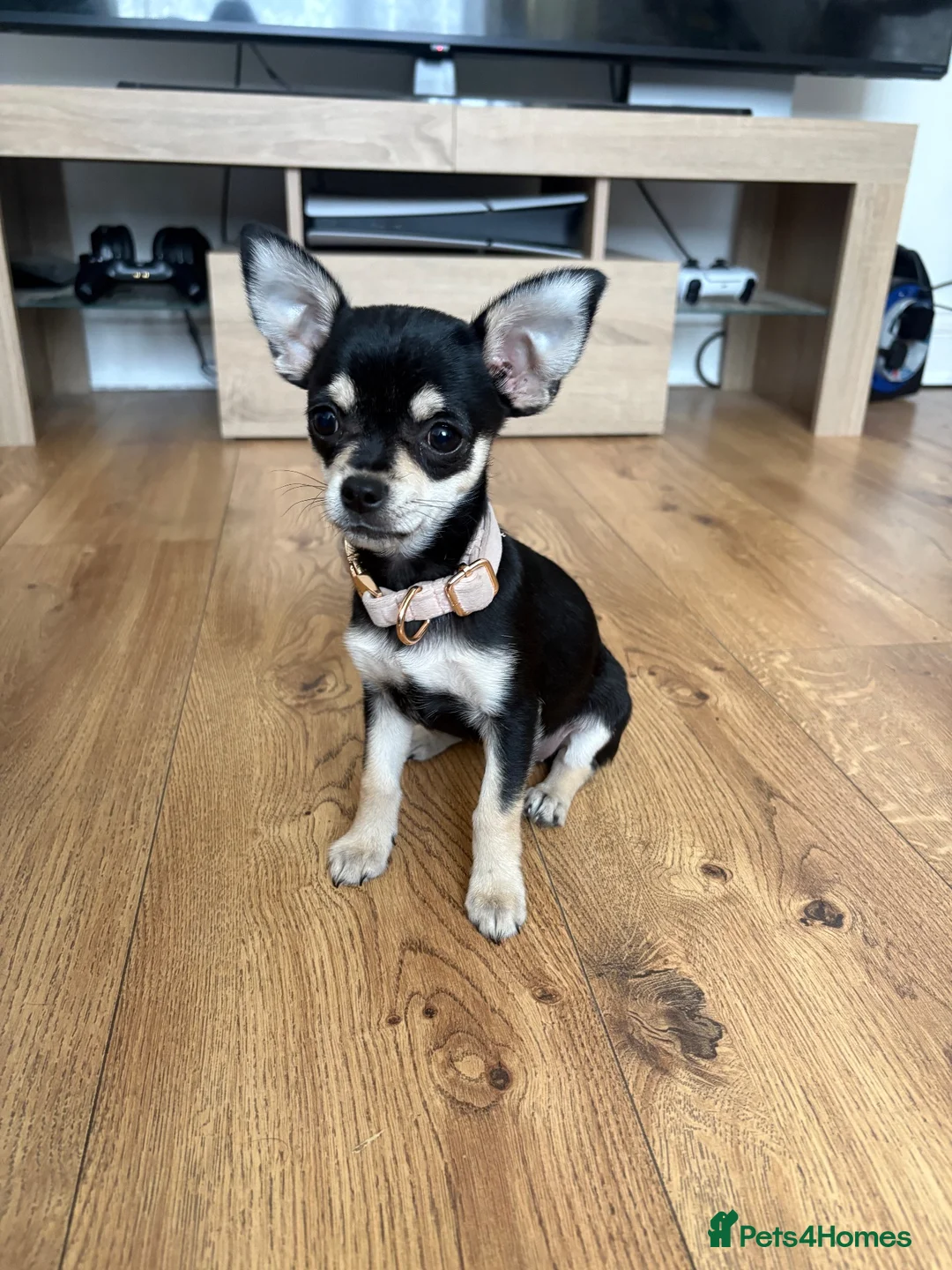 Mixed Breed dogs for sale: Minnie – Beautiful 21 Week Old Girl Puppy 💕 - Advert 10
