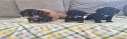 Cocker Spaniel dogs for sale: Cocker spaniel pups  - Advert 18