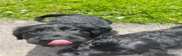 Cocker Spaniel dogs for sale: Working cocker spaniel puppies (READY TO LEAVE) - Advert 5