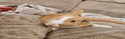 Mini Lop rabbits for sale: Baby minilop doe  - Advert 4