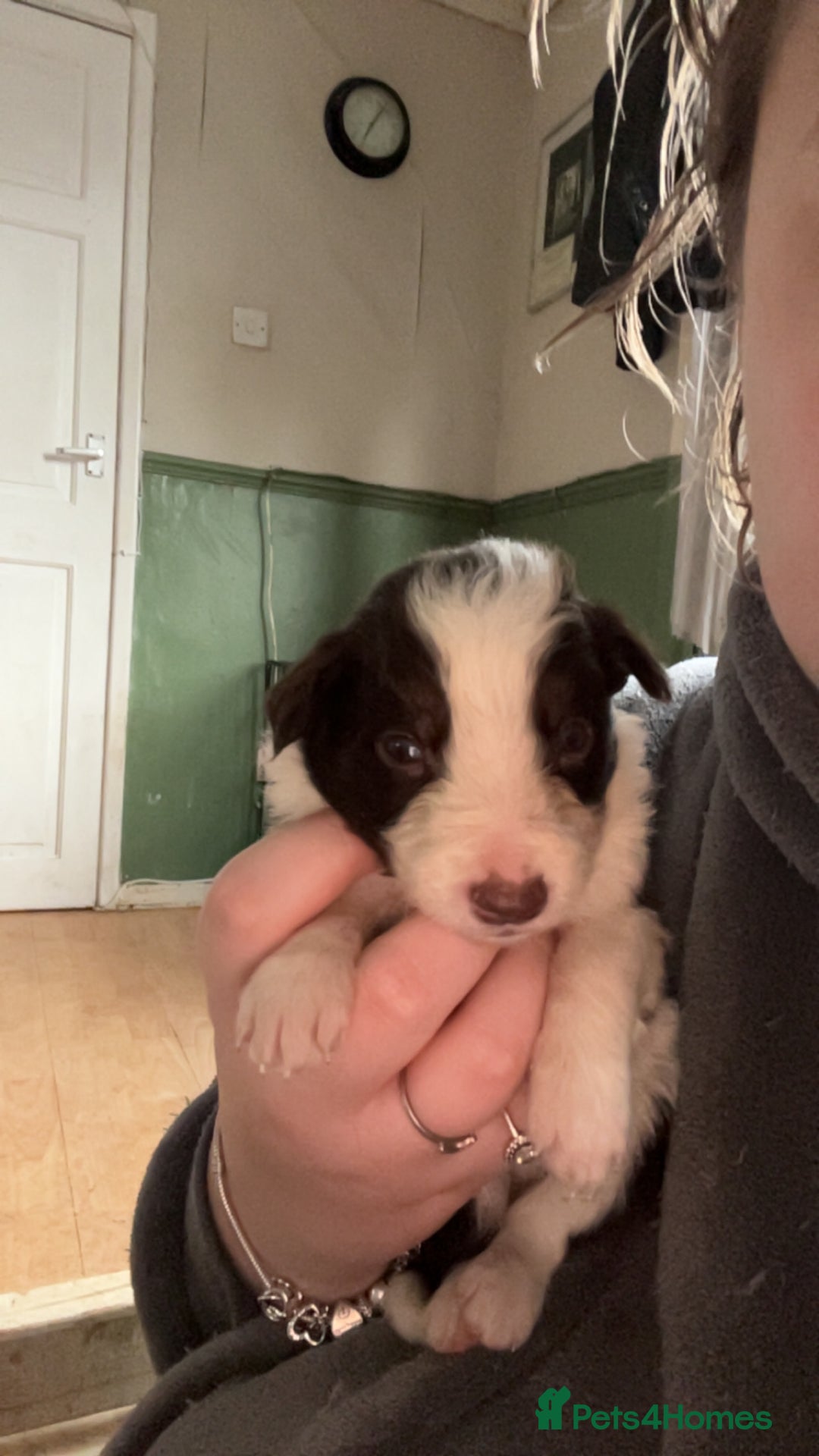Border Collie dogs for sale: Litter of 7 border collies - Advert 25