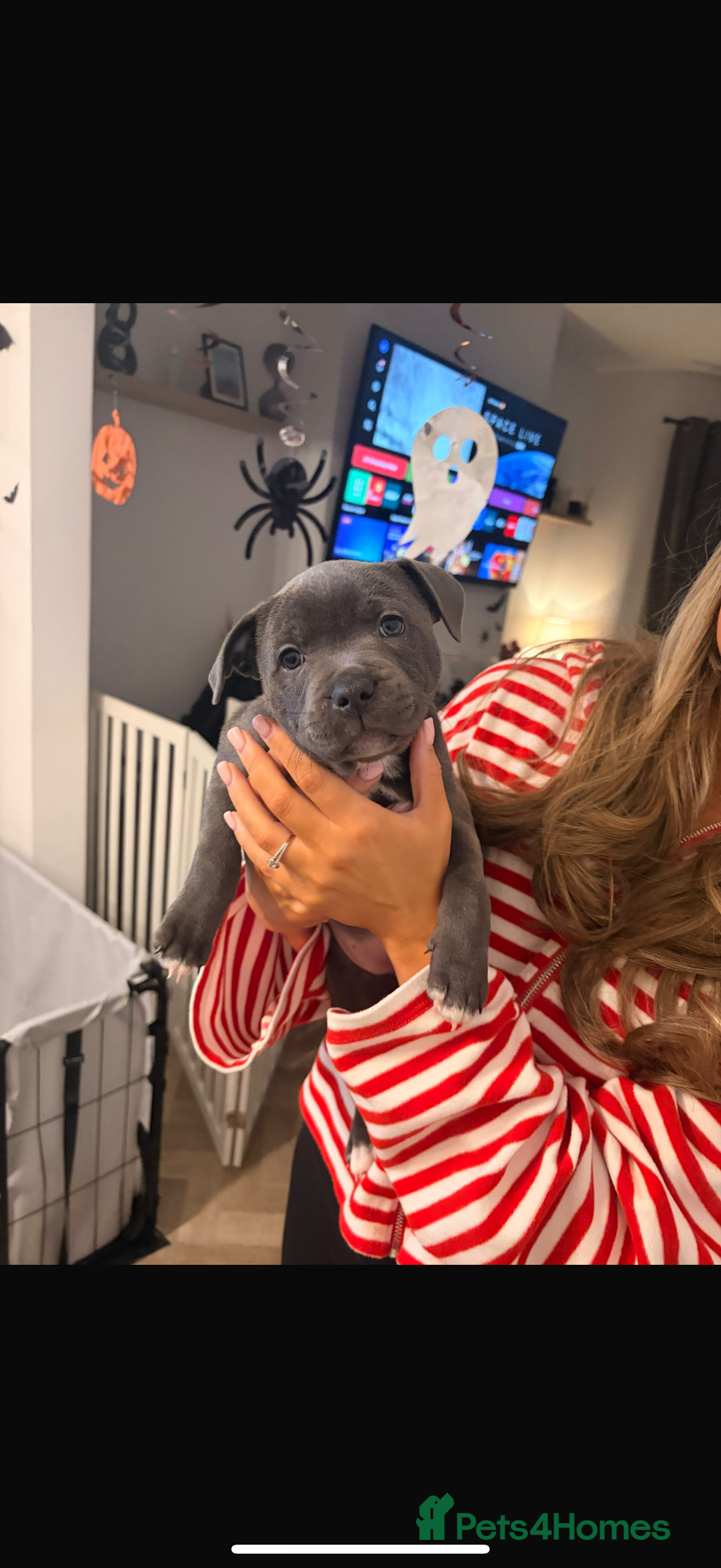 Staffordshire Bull Terrier dogs for sale: Blue staff puppies  - Advert 2