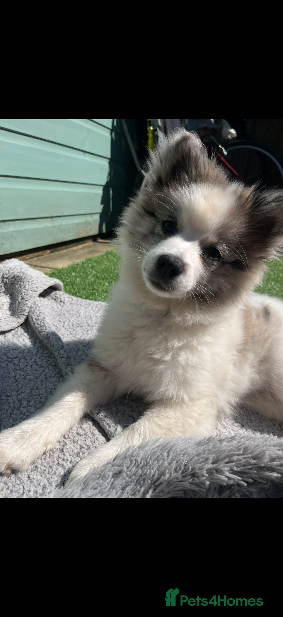 Pomsky dogs 1 year old Pomsky female snow, fully trained - Advert 6