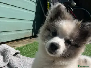 Pomsky dogs 1 year old Pomsky female snow, fully trained - Advert 2