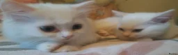 British Shorthair cats for sale: White Half British Shorthair Kittens - Advert 1