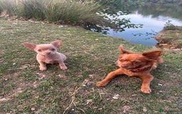 Chihuahua dogs for sale: Last Pup left! Ready for his new home!  - Image 16