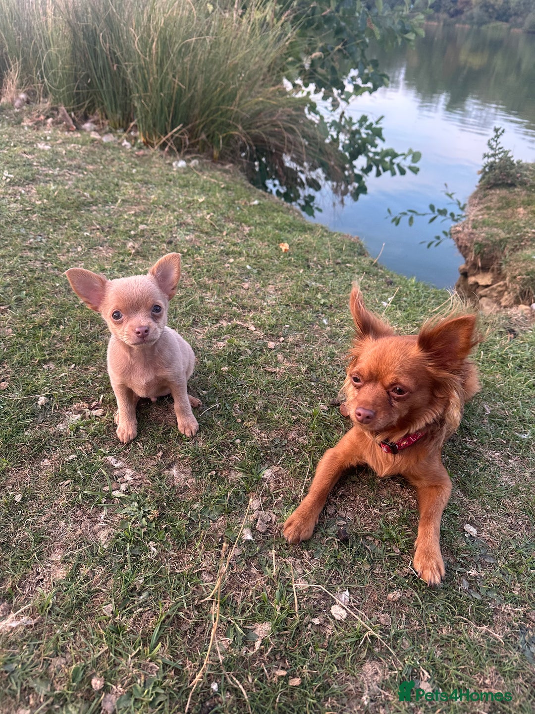 Chihuahua dogs for sale: Last Pup left! Ready for his new home!  - Image 16