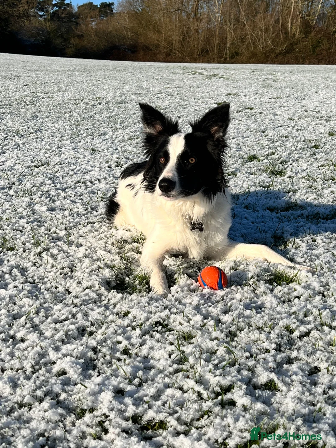 Border Collie dogs for sale: Border collie - Advert 5