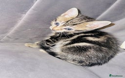 Mixed Breed cats for sale: Calico/tabby kittens  - Image 5