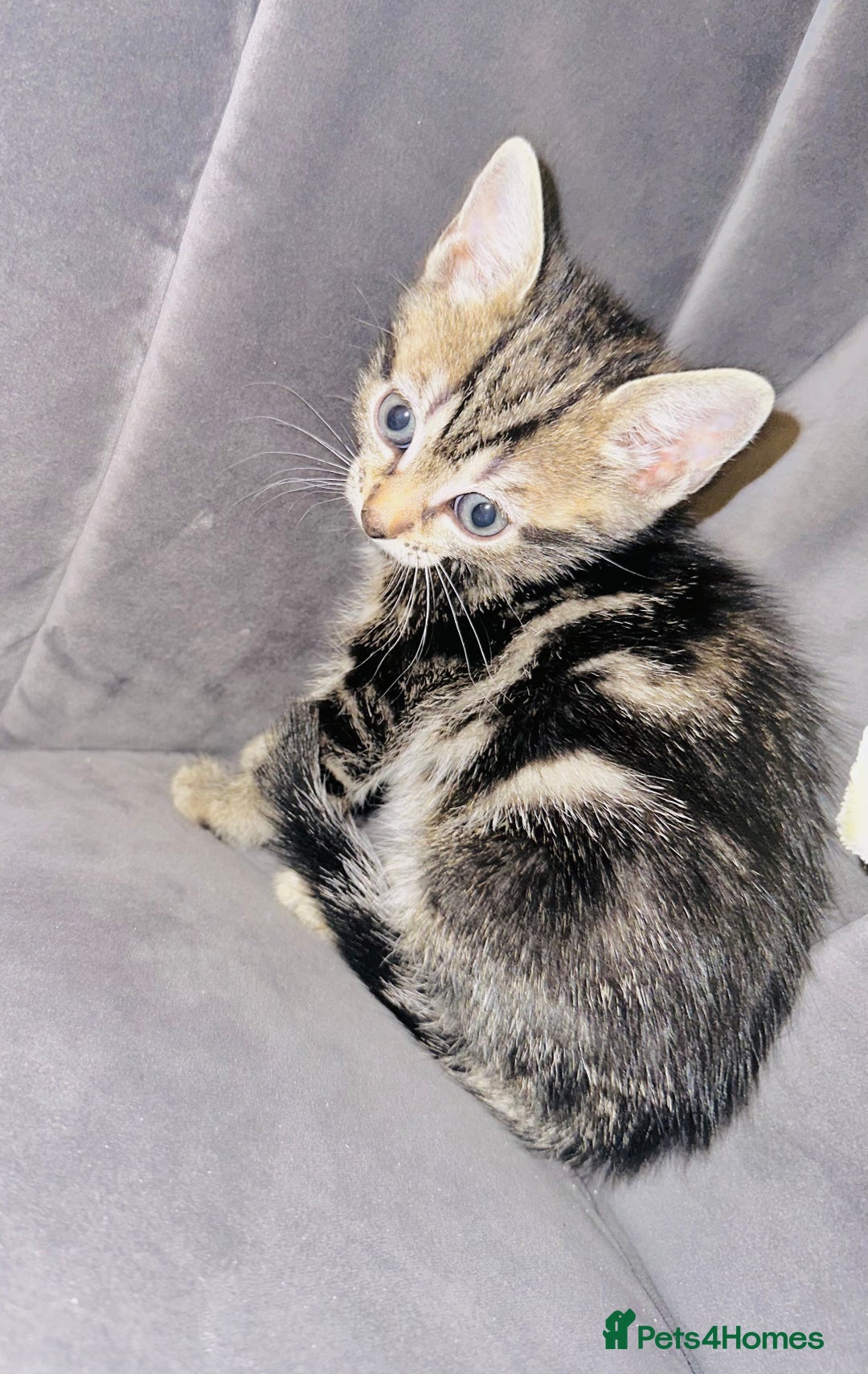 Mixed Breed cats for sale: Calico/tabby kittens  - Image 5