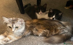 Mixed Breed cats for sale: Smudge and Smidge looking for their forever homes - Image 13
