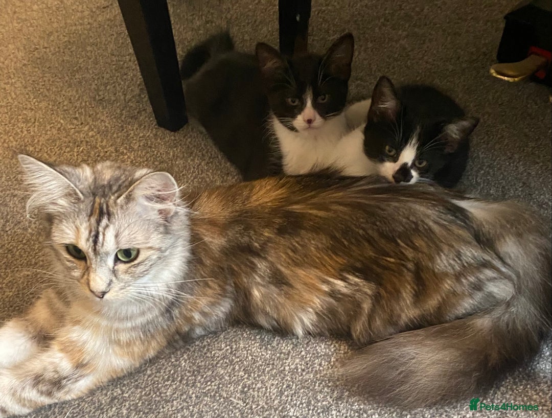 Mixed Breed cats for sale: Smudge and Smidge looking for their forever homes - Image 13