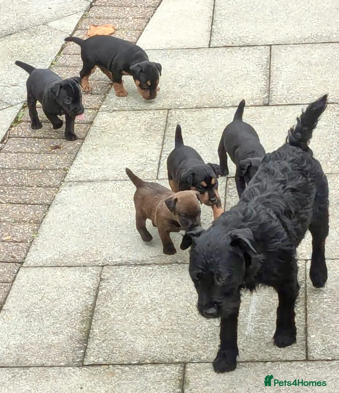 Mixed Breed dogs for sale: Lakeland / Fell terriers for sale in Pwllheli - Advert 40