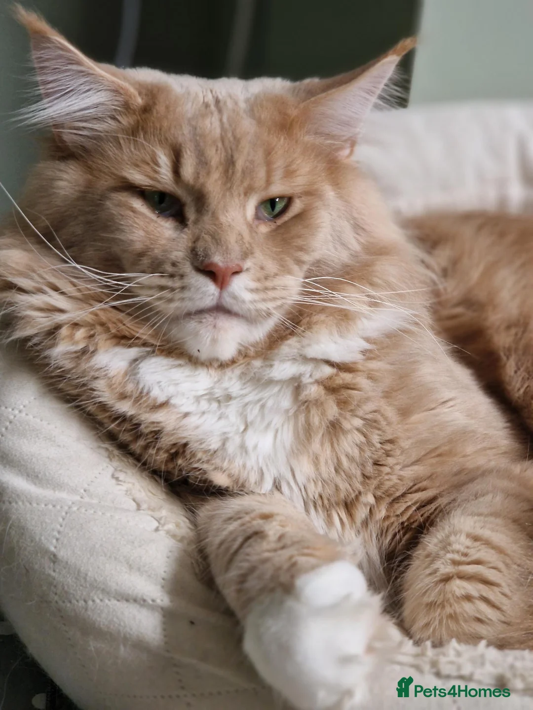 Maine Coon cats for sale: Maine Coon Kittens Champion Bloodlines  - Advert 9