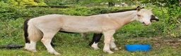 Welsh Section D horses for sale: Palomino Welsh pb colt  - Advert 6