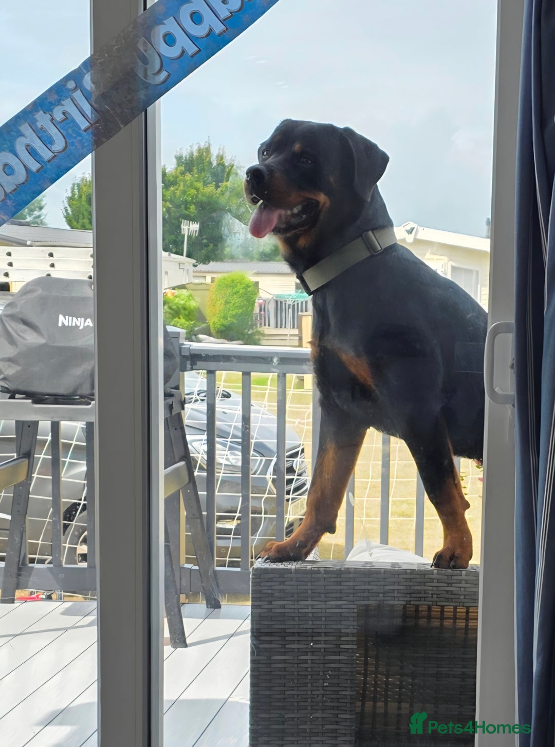 Rottweiler dogs for sale: Rottweiler puppy for sale (8mths) - Image 2