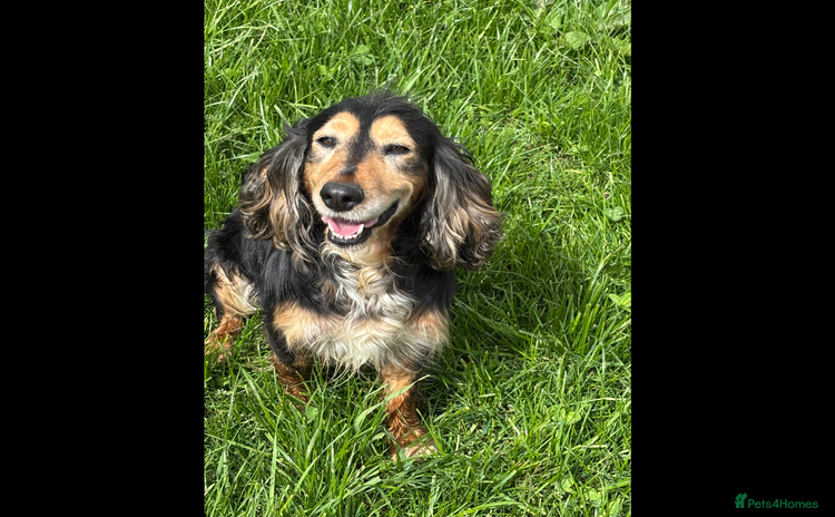 Cocker Spaniel dogs - Advert 12