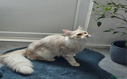 Maine Coon cats for sale: Maine Coon shaded champion lines - Image 3