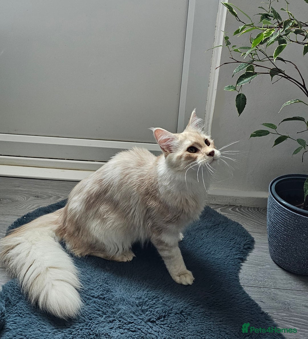 Maine Coon cats for sale: Maine Coon shaded champion lines - Image 3