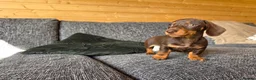 Miniature Dachshund dogs for sale: READY NOW KC GIRL - Advert 9