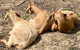 Goats livestock for sale: 2024 2025 does and wether for sale Boer x RGG - Image 11
