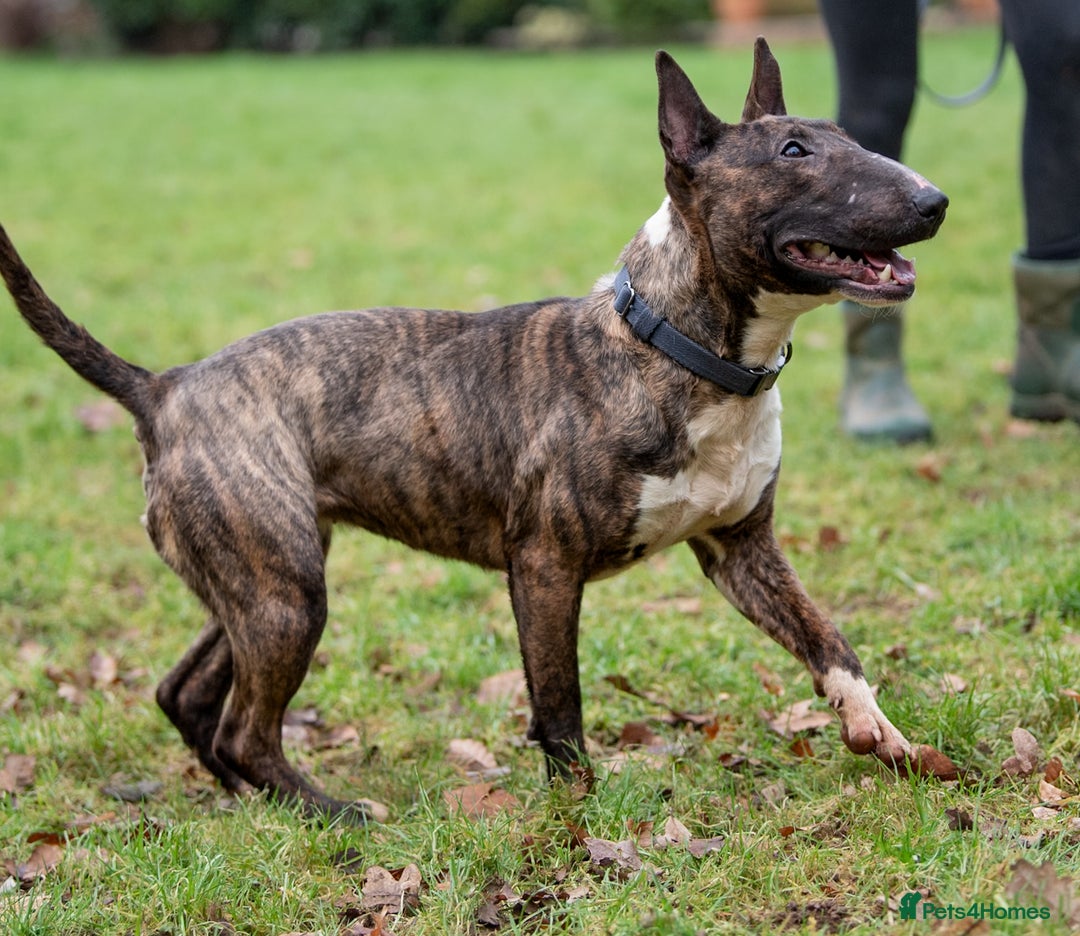 English Bull Terrier dogs for sale: Fit English Bull Terrier Female  - Image 6