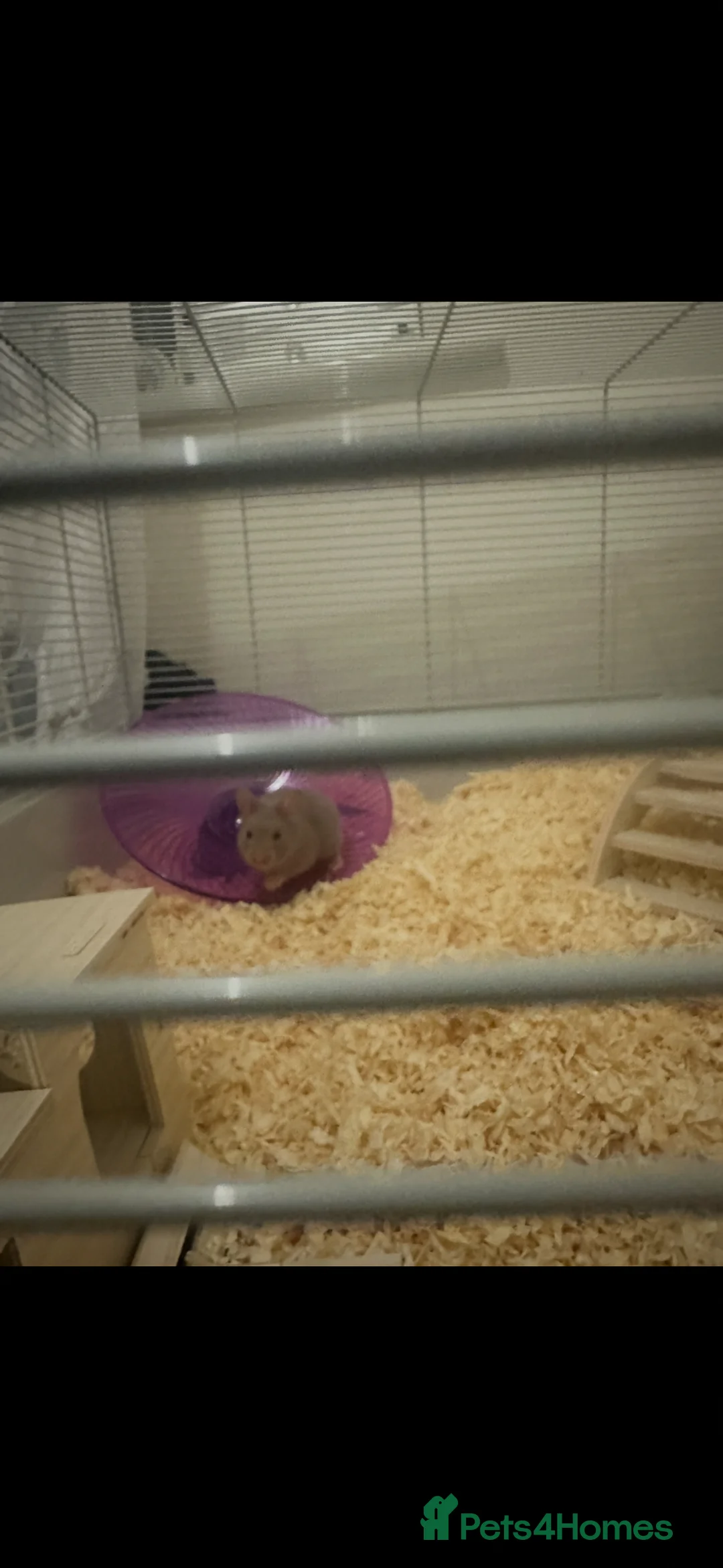 Hamster rodents for sale: Silver Syrian hamster with full set up & extras in Saltburn-by-the-Sea - Advert 2