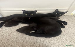 Mixed Breed cats for sale: Beautiful kittens looking for their forever home  - Image 7
