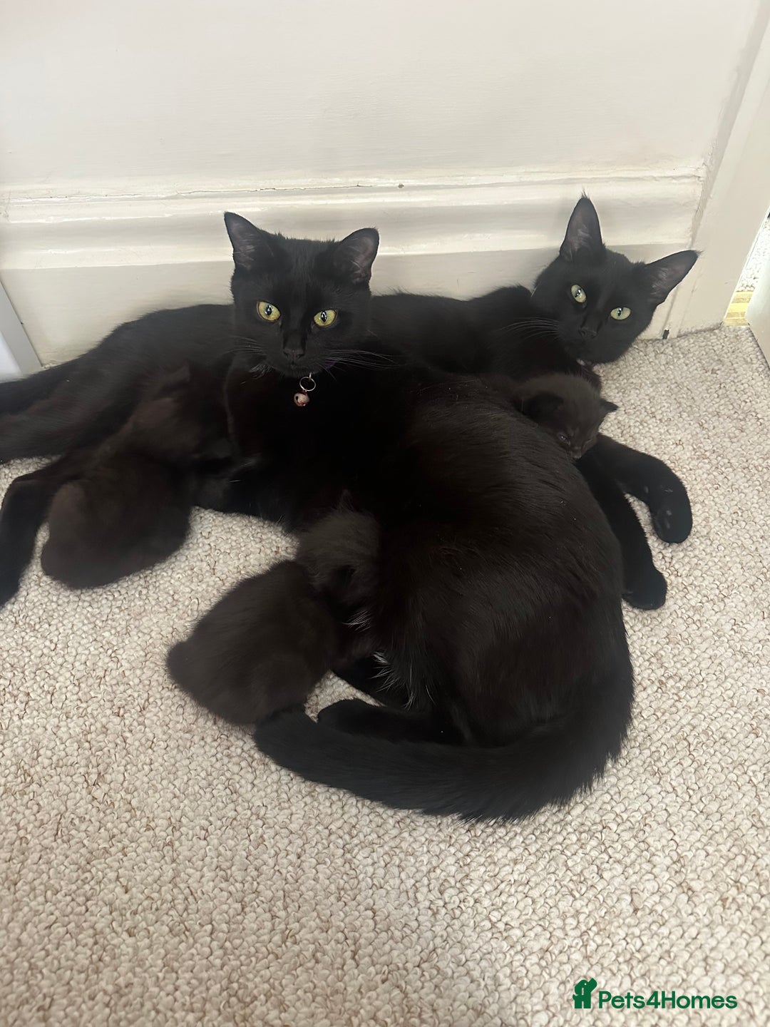 Mixed Breed cats for sale: Beautiful kittens looking for their forever home  - Image 7