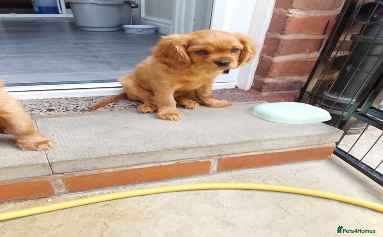 Cavalier King Charles Spaniel dogs - Advert 16
