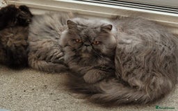 Persian cats for sale: GCCF Registered Persian kittens - Image 6