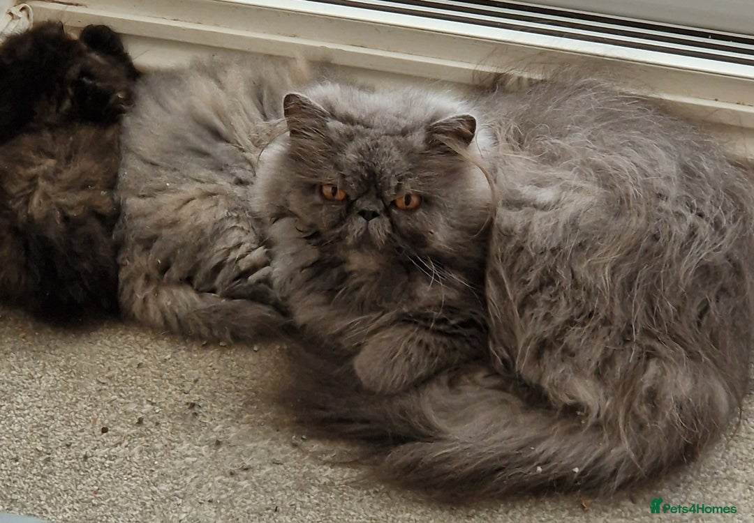 Persian cats for sale: GCCF Registered Persian kittens - Image 6